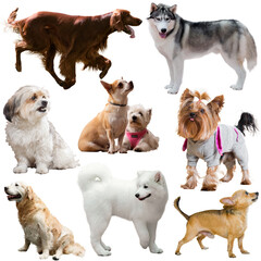 Collection of different purebred dogs isolated on white background..
