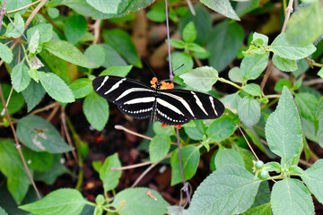 Zebra Longwing butterfly (dorsal) on a flower, Butterfly Farm, Stratford-upon-Avon, England, UK