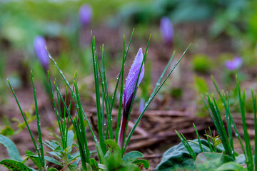 Saffron crocus is covered with morning dew in autumn. The flower is still in the bud.