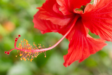 close of a Hibiscus rosa-sinensis with leaves in a sunny day
