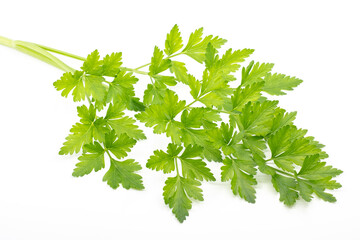 Sprig of green parsley isolated on white background. Aromatic seasoning for food