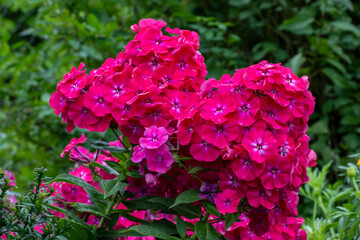 Hydrangea blooms in the garden with pink flowers. Beautiful floral background