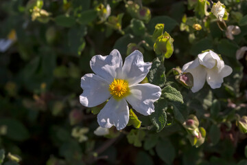 The therapeutic shrub (Cistus salvifolius) grows in a pine forest close-up