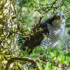Northern Goshawk  on a tree