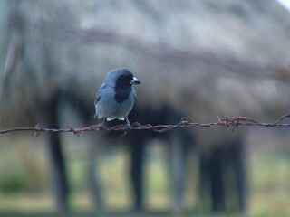 bird on a branch