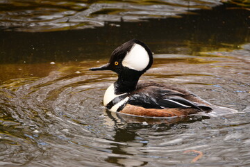 Male Hooded Merganser