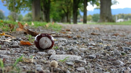 Kastanie