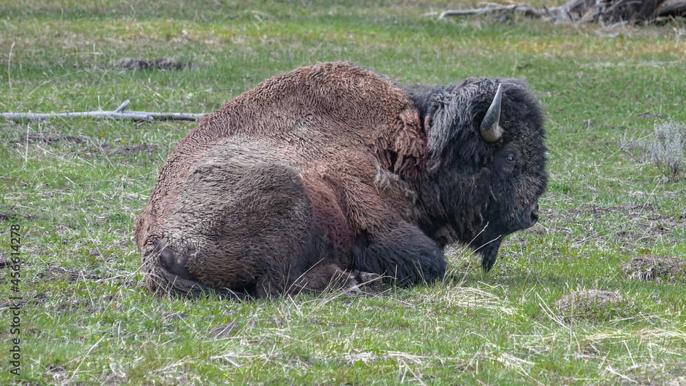 Sticker Beautiful shot of a grown bison laying on grass in the field