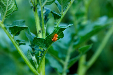 The orange eggs of Colorado Potato beetle on the leaf of the potato bush