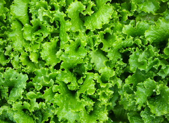 Green salad background. Fresh plants on the vegetable bed after rain. Drops on the leaves