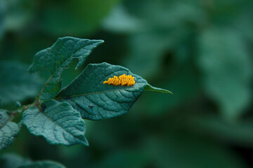 Green agricultural background with leaf of the potato bush and the orange eggs of Colorado Potato beetle