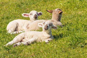 three cute newborn lambs basking on green grass with copy space on right