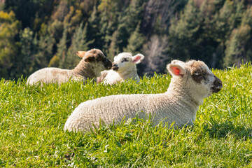 Naklejka premium closeup of cute newborn lambs basking on grass with blurred background and copy space