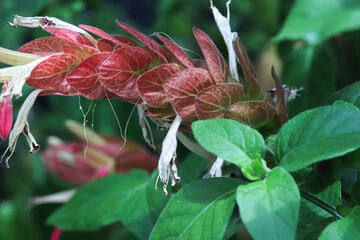 White flowers extend from red leaves on the Shrimp Plant