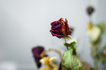 Dried decorative flowers close up
