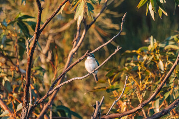 Sacred Kingfisher Perched in a Tree NSW