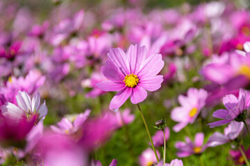 Obraz premium A sea of flowers composed of Persian chrysanthemums of various colors in the morning