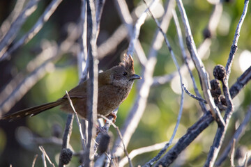 the eastern whipbird is perched on a bush