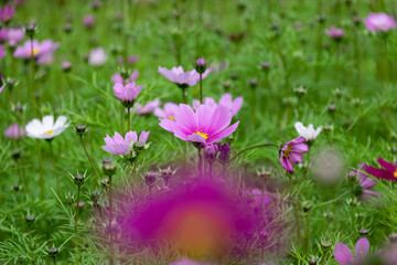 Close up of Persian chrysanthemums of various colors blooming on the grass