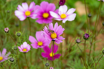 Obraz premium Close up of Persian chrysanthemums of various colors blooming on the grass