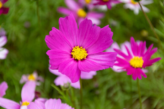 Close up of Persian chrysanthemums of various colors blooming on the grass