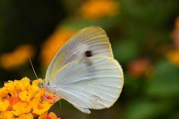花の蜜を吸う蝶　モンシロチョウ