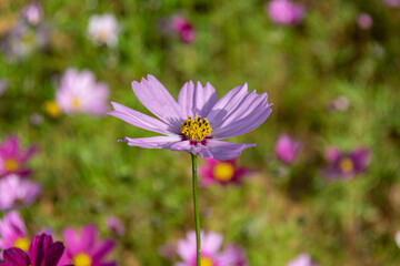 Obraz premium Early in the morning, the flowers of Persian chrysanthemums of all colors carry dew