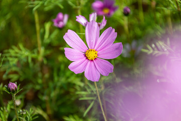 Obraz premium Early in the morning, the flowers of Persian chrysanthemums of all colors carry dew