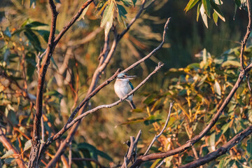 Sacred Kingfisher Perched in a Tree NSW