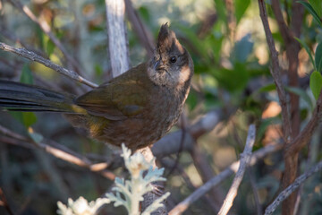 the eastern whipbird is perched on a bush