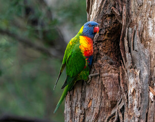 By Nest Head Side