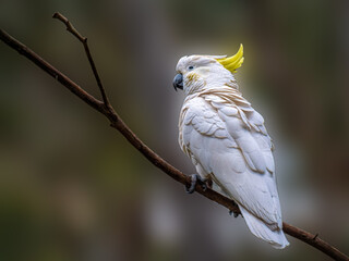  Sulphur Crested Cockatoo