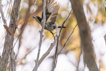 Australian Grey Butcherbird resting on branch