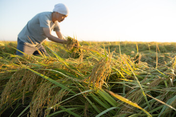 米を収穫する農家