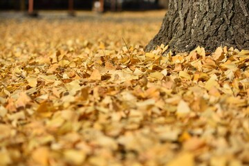 Field covered with yellow leaves of ginkgo