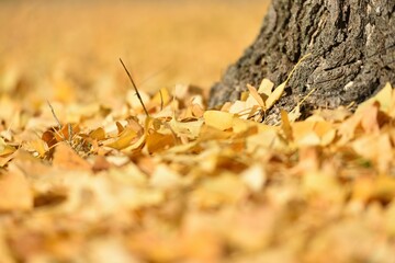 Field covered with yellow leaves of ginkgo