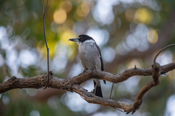 Australian Grey Butcherbird resting on branch