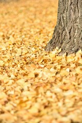 Field covered with yellow leaves of ginkgo