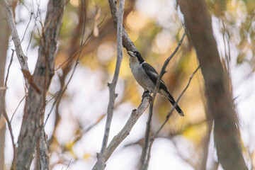 Australian Grey Butcherbird resting on branch