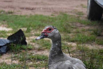 pato ojo