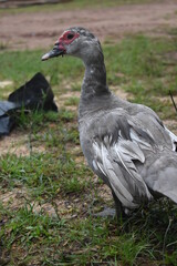 pato 