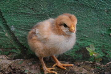 pollito 