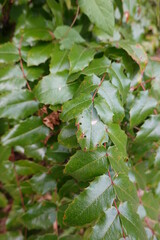 Oregon grape (Mahonia aquifolium or Berberis aquifolium) is a medicinal herb from the plant family of Berberidaceae.