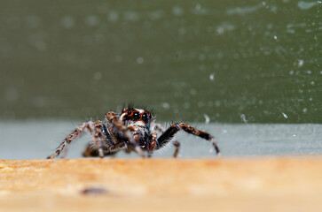 macro shot of a brown and white jumping spider in front of a dusty window.