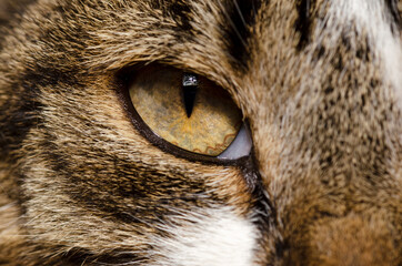 detail photo of a pet cat's eye.