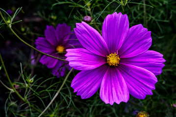 Lila Schmuckkörbchen [Cosmos bipinnatus]