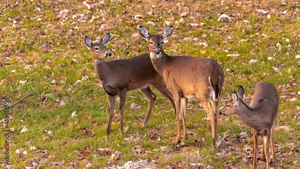 Sticker Scenic shot of roe deers grazing in the green grass field