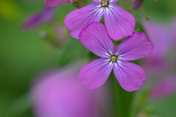 紫色のカワイイ花ののクローズアップ
