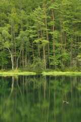 日本の神秘的な池　緑の木々と湖に映る木々と飛ぶ鳥