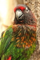 迫力のあるカラフルなインコのアップ
